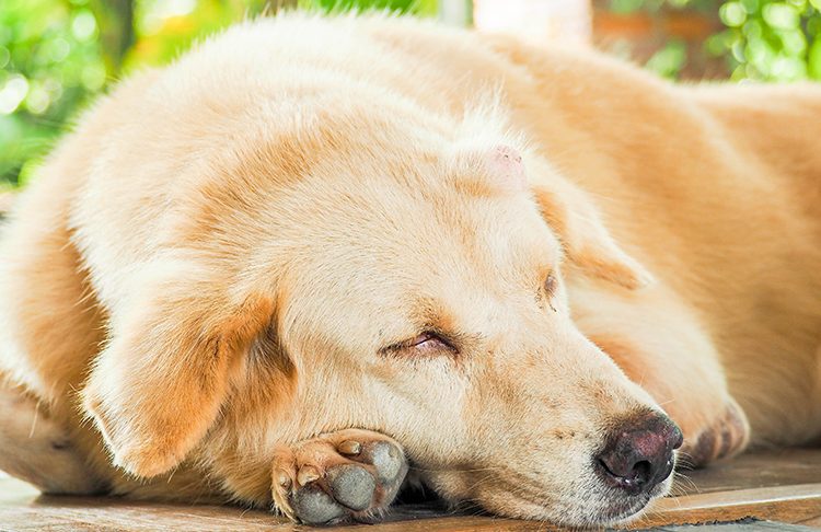 Owner's Guide to Cancer in Dogs