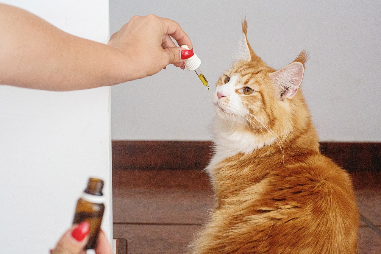 Which is the best place to get CBD oil for cats in Canada?