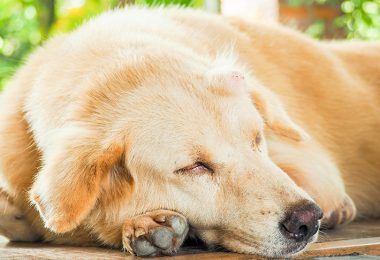 Owner's Guide to Cancer in Dogs